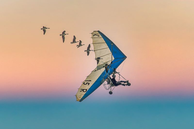 Foto van een  zweefvliegtuig vergezeld door een zwerm vogels, gemaakt door Jan Bot